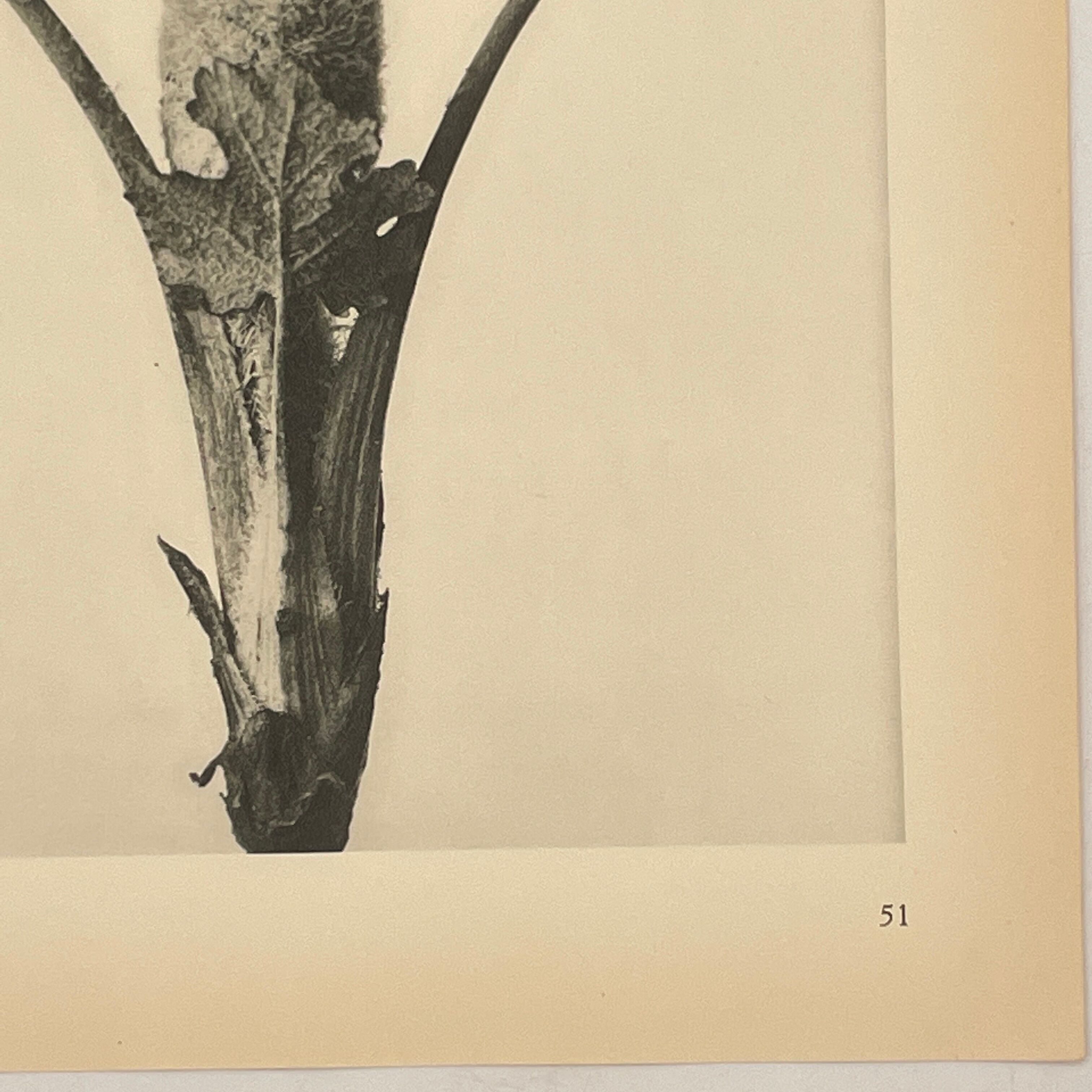 Rotogravure - Karl Blossfeldt
