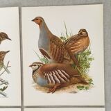 Set of 4 lithographs birds 17.5 x 21.5cm old