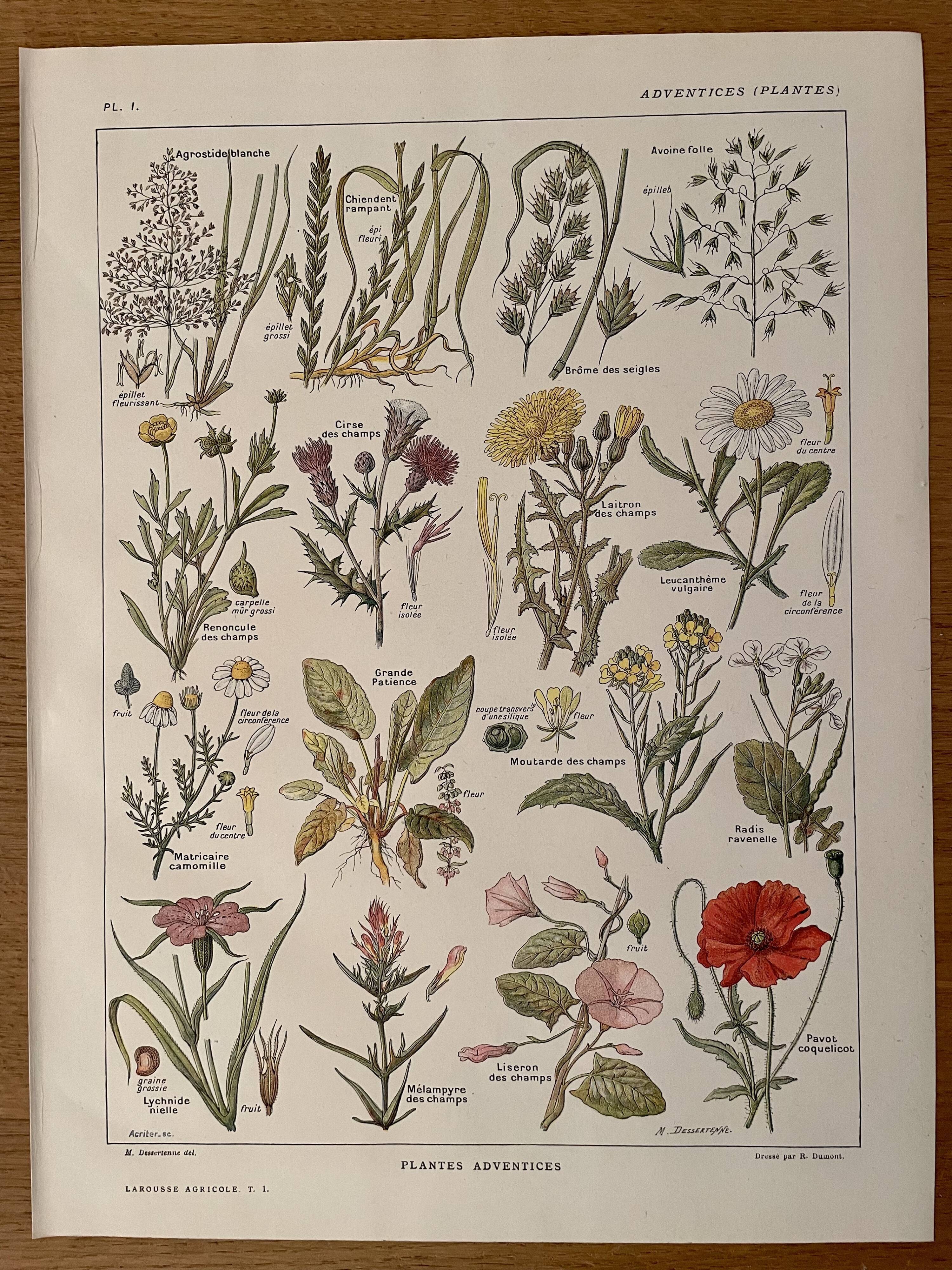 Lithograph weeds weeds - 1920