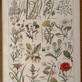 Lithograph weeds weeds - 1920