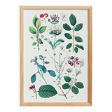 Botanical poster, after an 1881 engraving (buckthorn, spindle, honeysuckle, heliotrope)
