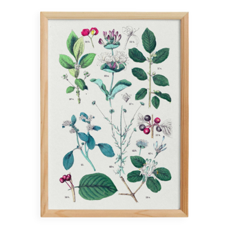 Botanical poster, after an 1881 engraving (buckthorn, spindle, honeysuckle, heliotrope)