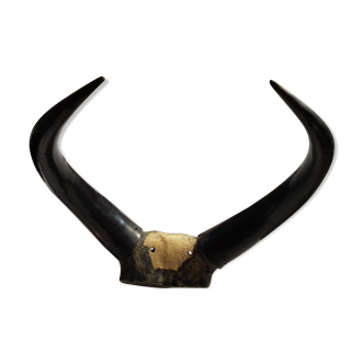 Madagascar zebu horns trophy