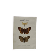 Botanical Plate 1800 Old naturalist engraving 19th century double-sided