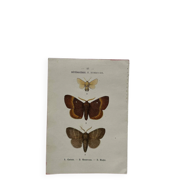 Botanical Plate 1800 Old naturalist engraving 19th century double-sided