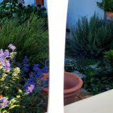 White Soliflora
