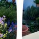 White Soliflora