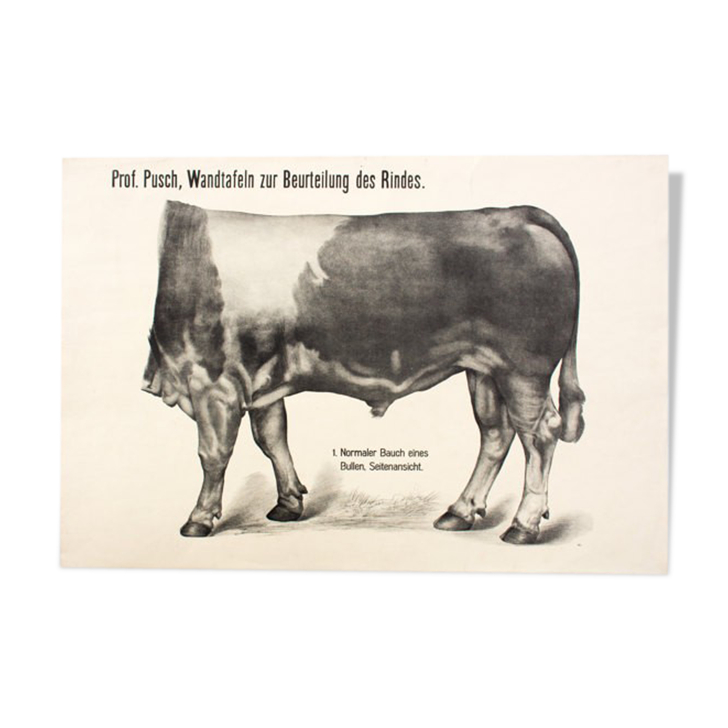 Poster by Dr G Pusch 'Anatomy of cows' 1901
