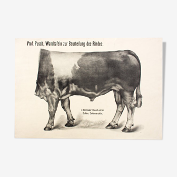 Poster by Dr G Pusch 'Anatomy of cows' 1901