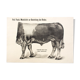 Poster by Dr G Pusch 'Anatomy of cows' 1901