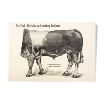 Poster by Dr G Pusch 'Anatomy of cows' 1901