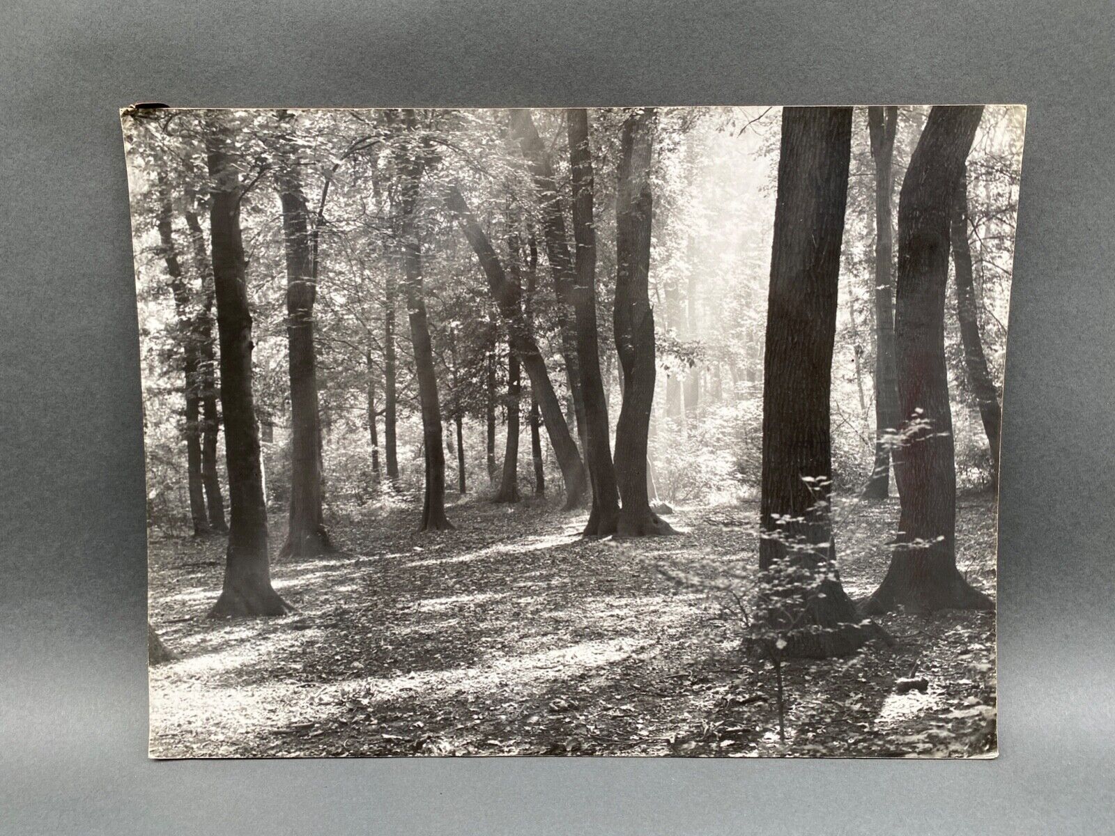Photo film Bernard Darot Sunshine in the deciduous trees of the twentieth century