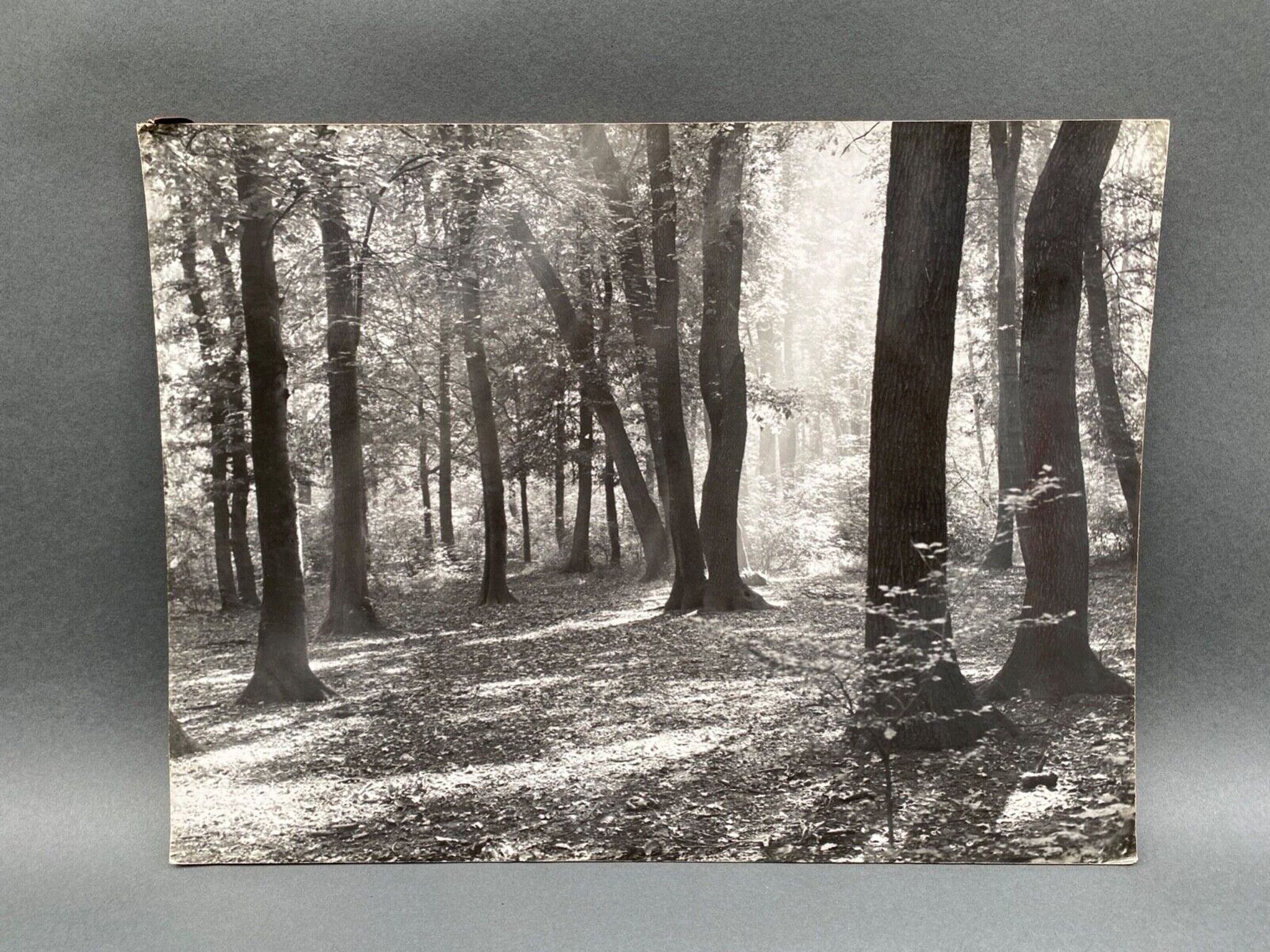 Photo argentique Bernard Darot Coulée de soleil dans les feuillus XXe