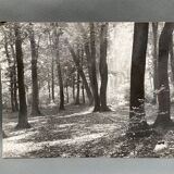 Photo argentique Bernard Darot Coulée de soleil dans les feuillus XXe