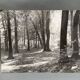 Photo argentique Bernard Darot Coulée de soleil dans les feuillus XXe