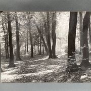Photo argentique Bernard Darot Coulée de soleil dans les feuillus XXe