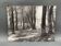 Photo argentique Bernard Darot Coulée de soleil dans les feuillus XXe