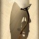 Wall light old swan collar wall in brass and frosted glass, good floral shape.
