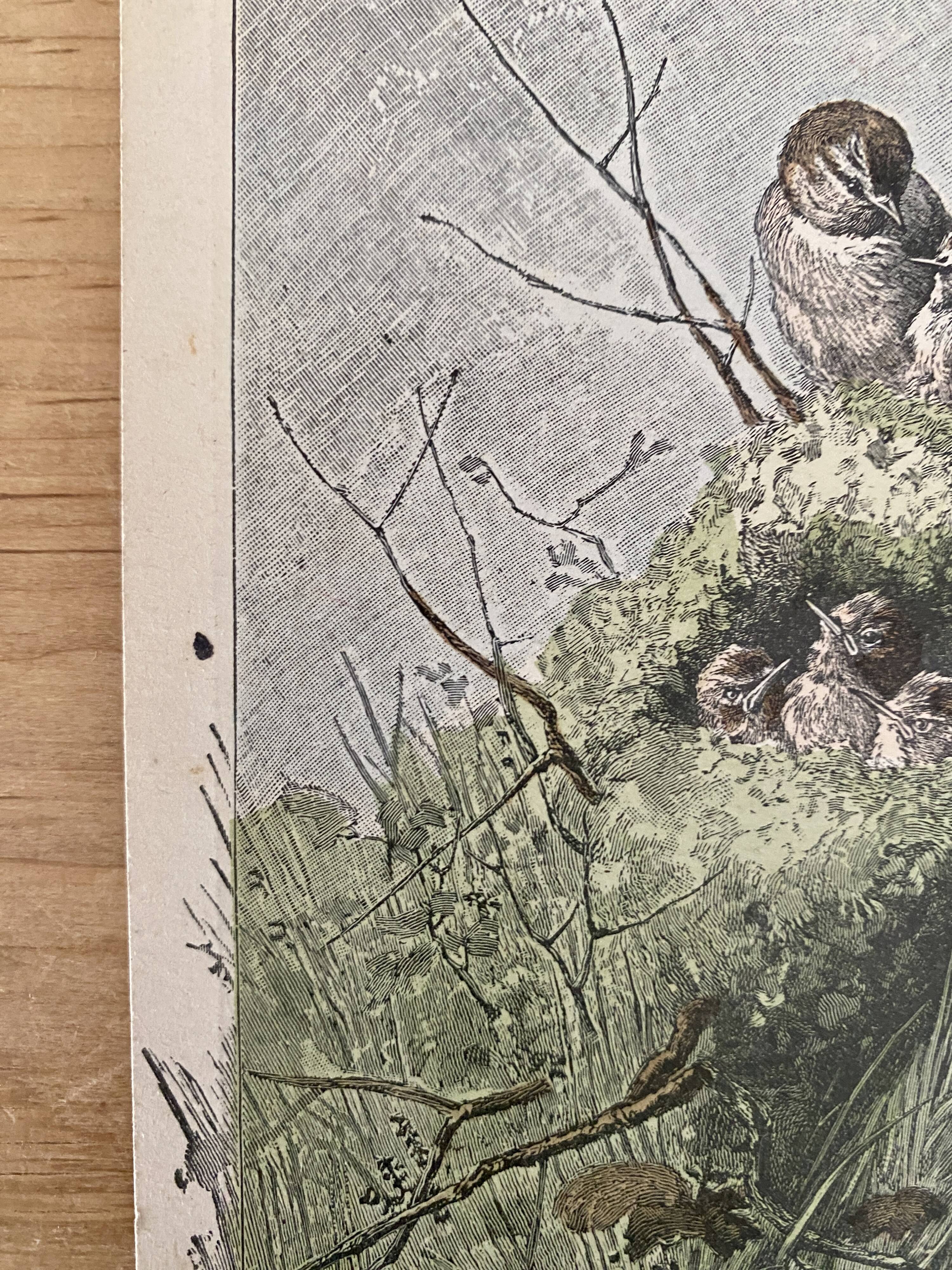 Old bird engraving - Giacomelli and Huyot - LE ROITELET