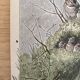 Old bird engraving - Giacomelli and Huyot - LE ROITELET