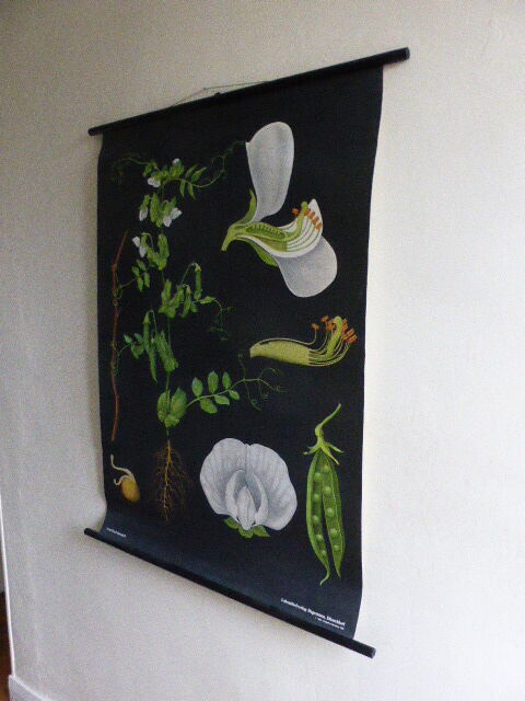 POIS botanical poster by Jung Koch Quentell, created in 1953, printed in Germany in 1985