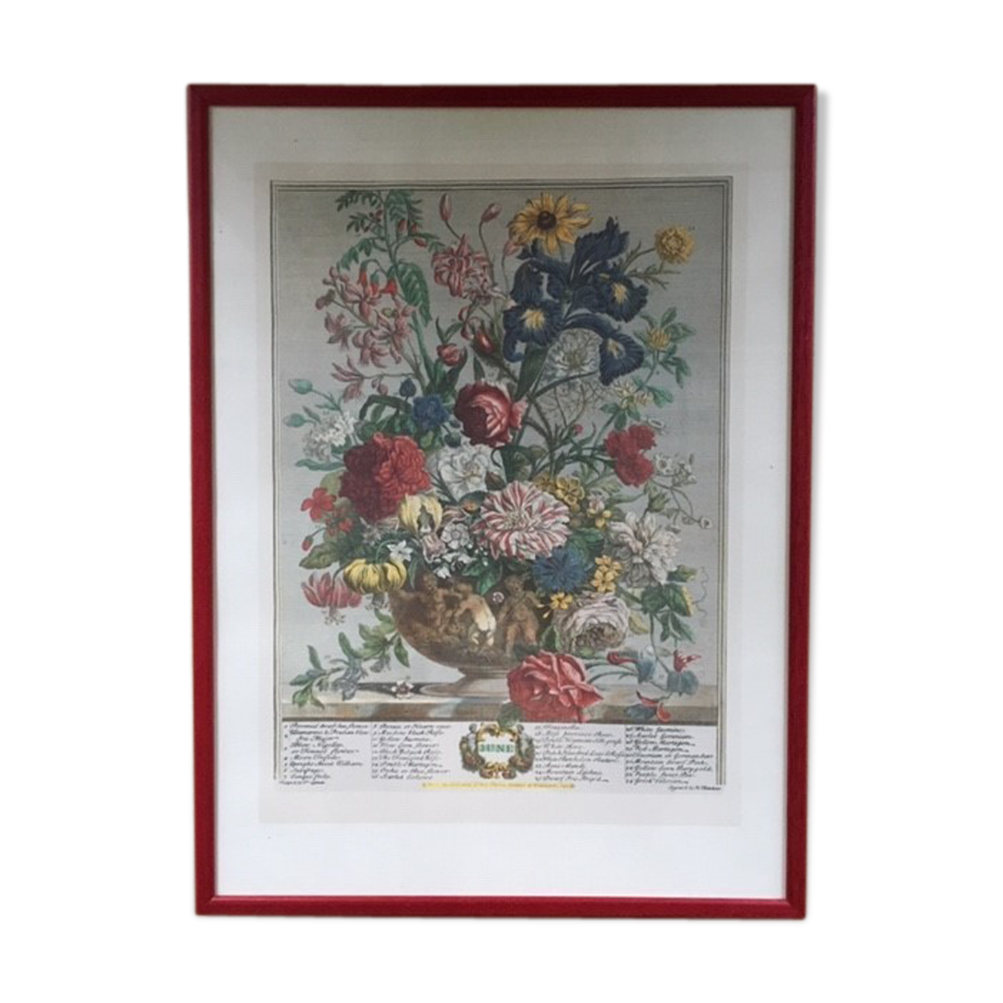 Old English botanical plate June
