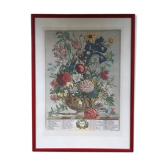 Old English botanical plate for the month of June