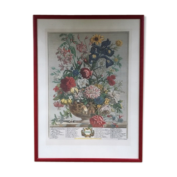 Old English botanical plate June