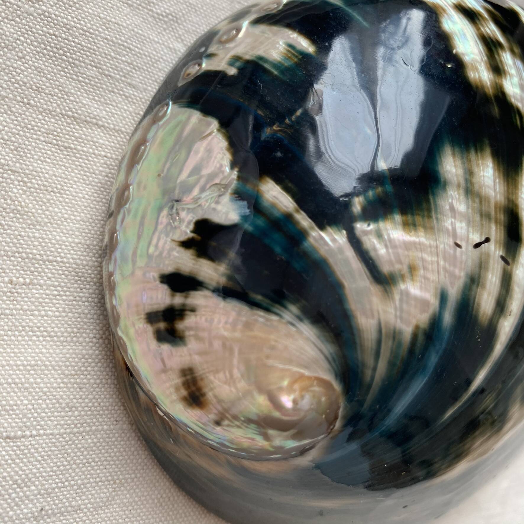Polished abalone shell, catch-all or decorative object.