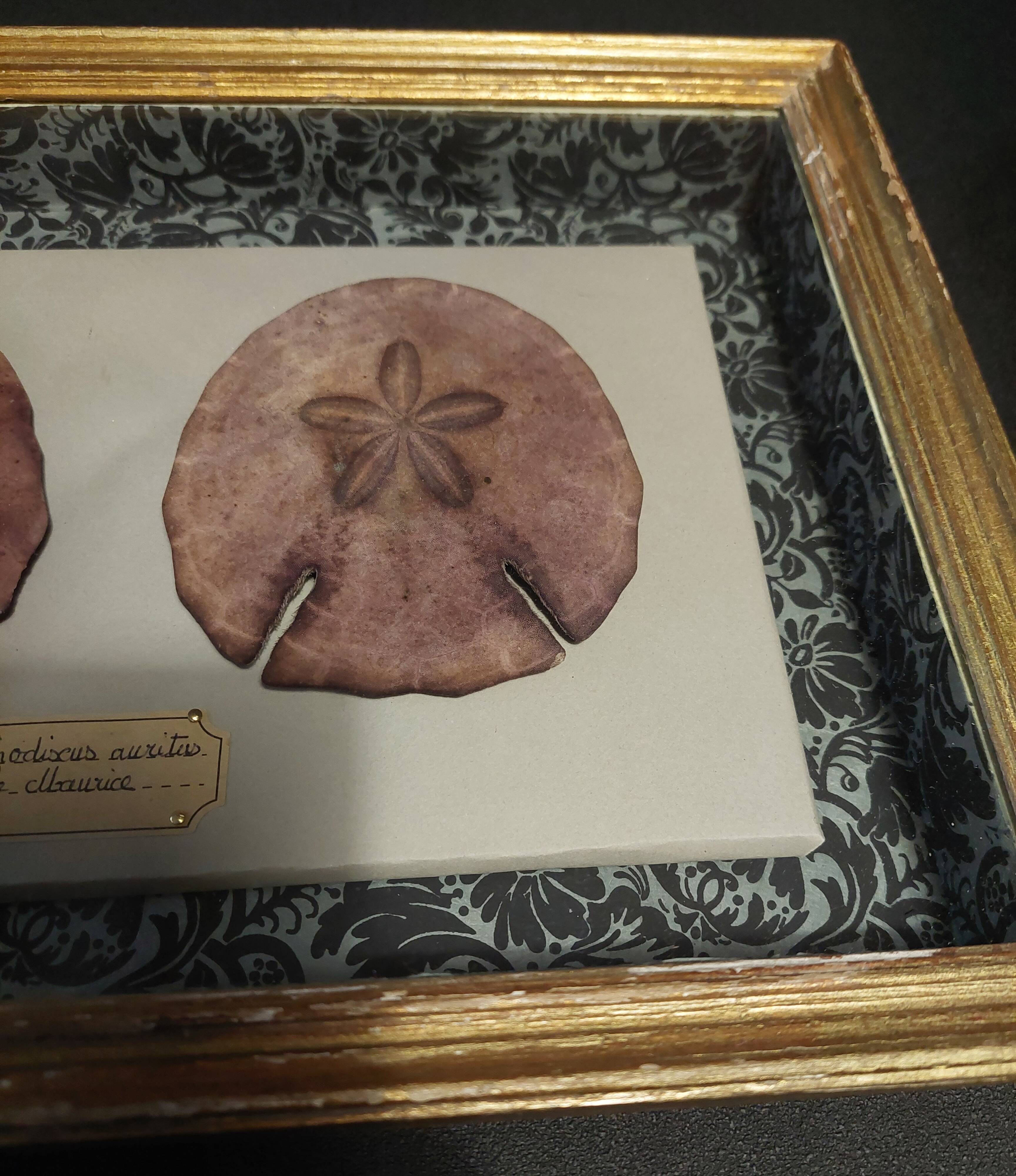 Frame with purple sea urchins Echinodiscus auritus