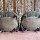 Old sky blue toad armchairs