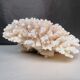 Corail authentique