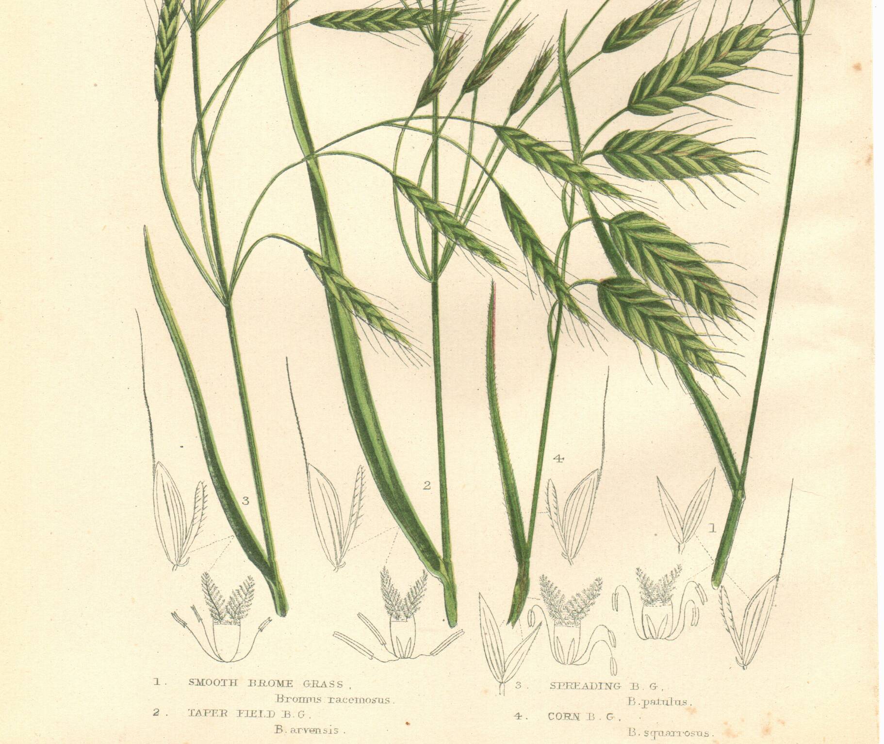 Engraving from 1889 - Wild Grasses - Antique botanical lithograph