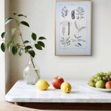 Imprimée en 1889, les légumineuses. Planche botanique ancienne.