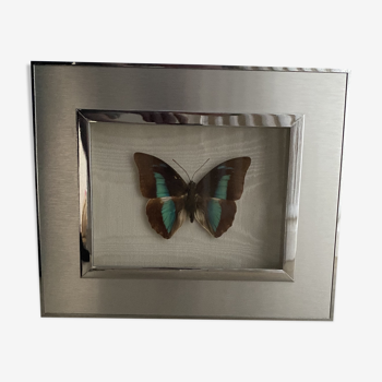 Papillon bleu sous verre cadre chromé
