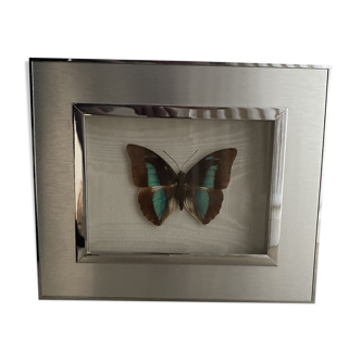 Blue butterfly under glass, chrome frame