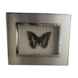 Papillon bleu sous verre cadre chromé