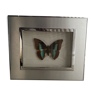 Blue butterfly under glass, chrome frame