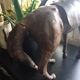 Old leather horse toy