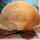 Fauteuil Lotus vintage