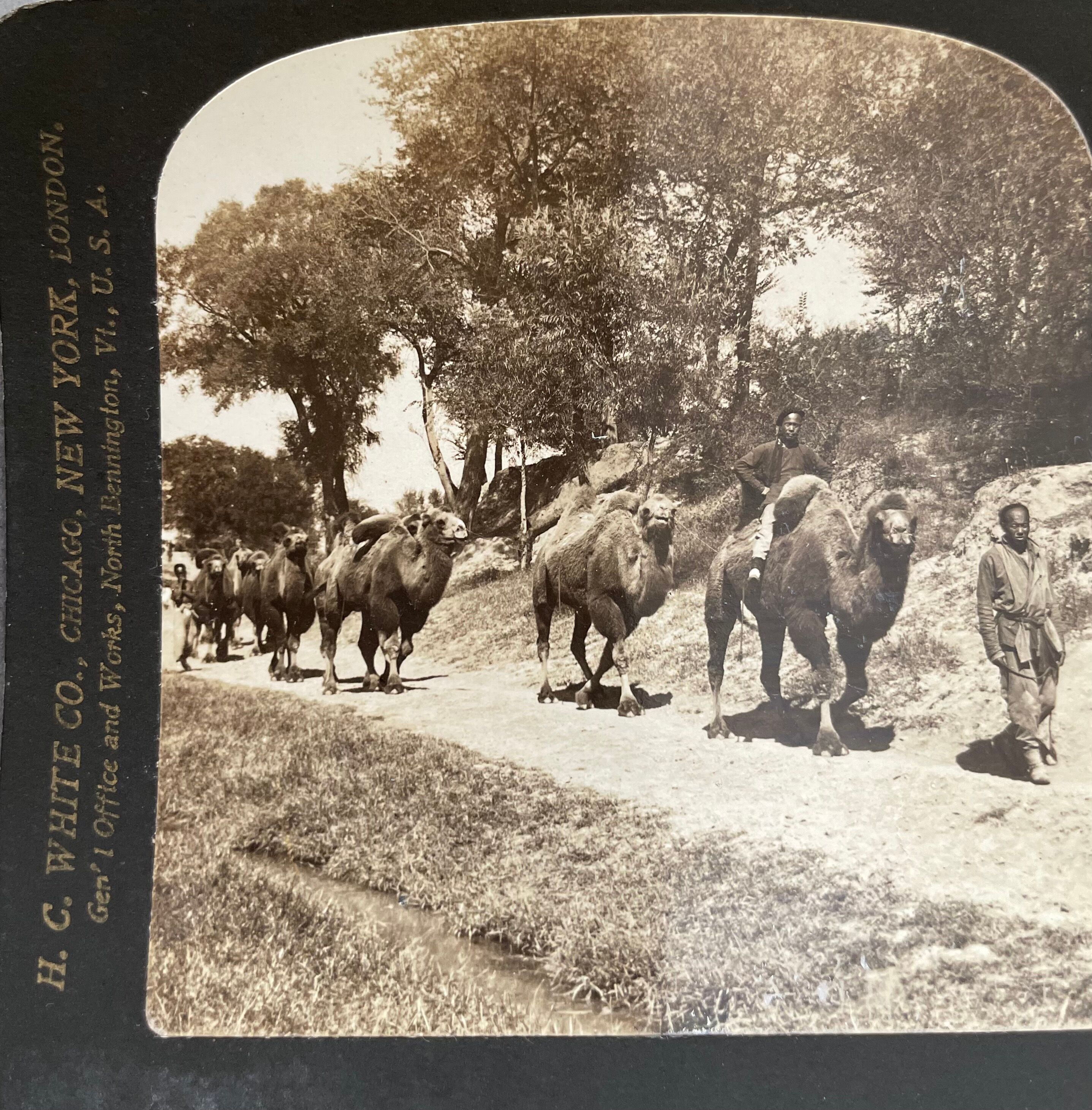 Old photography stereo, stereograph, luxury albumine 1903 camel line, Beijing, China