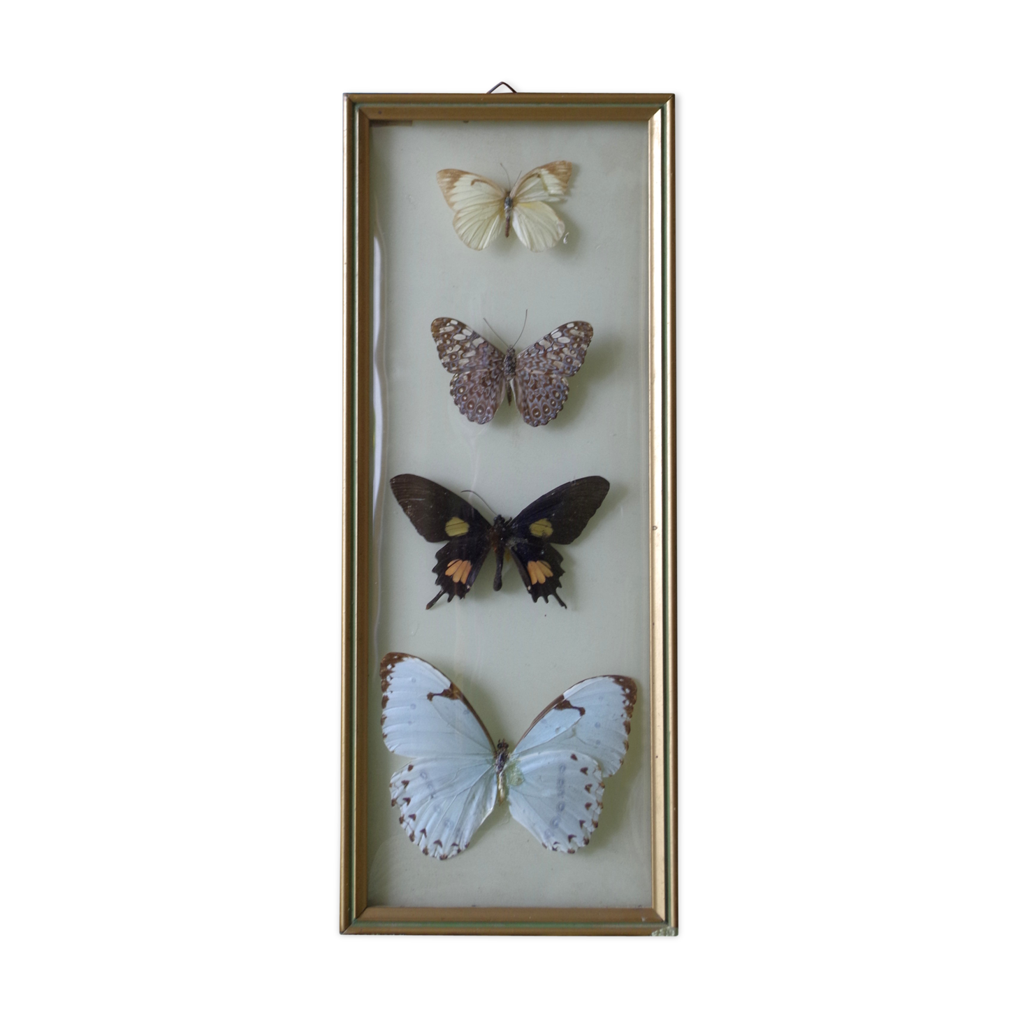 Naturalized butterflies