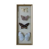 Naturalized butterflies