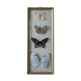 Naturalized butterflies