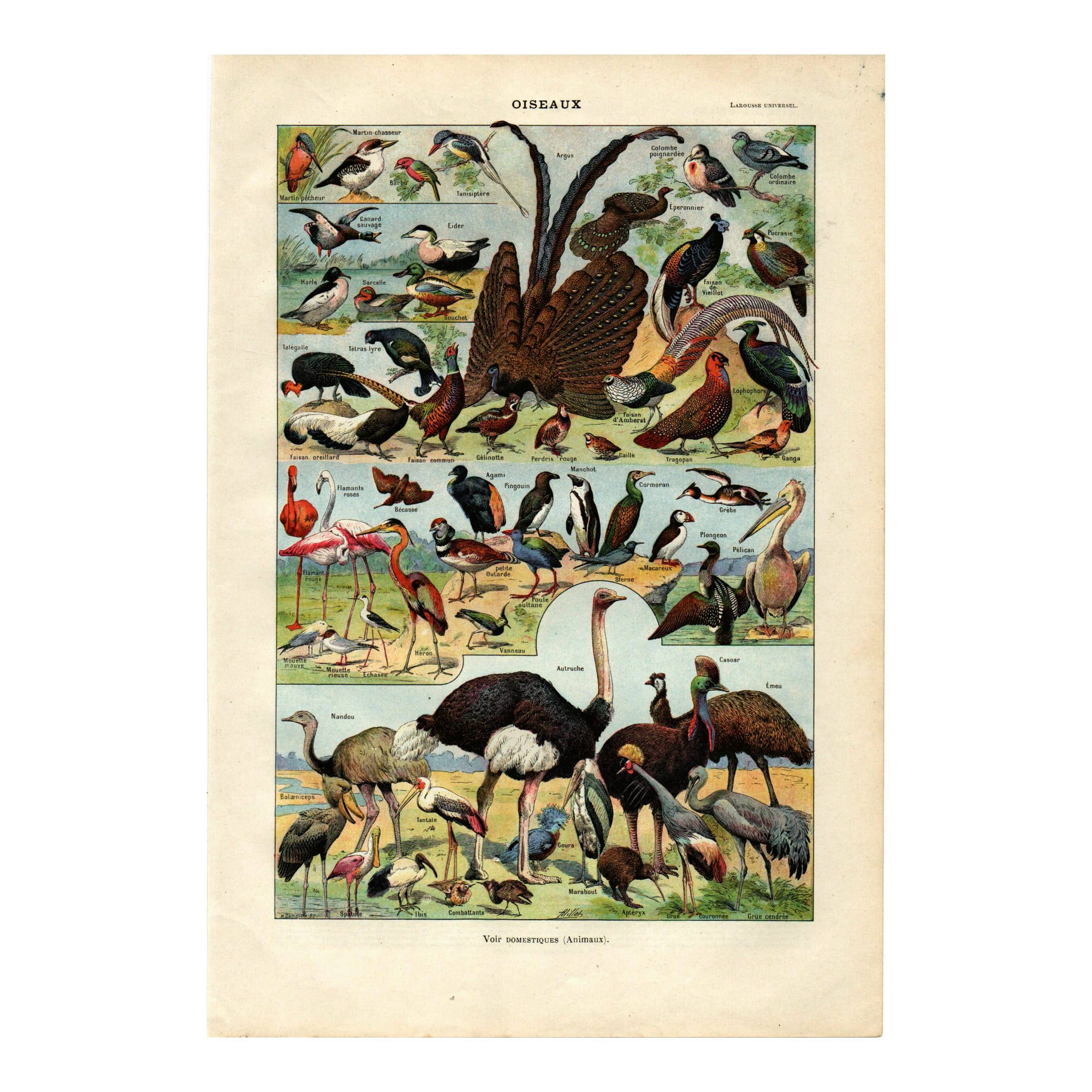 Gravure ancienne 1923 - Oiseaux par A. Millot. Planche flamand