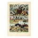 Gravure ancienne 1923 - Oiseaux par A. Millot. Planche flamand