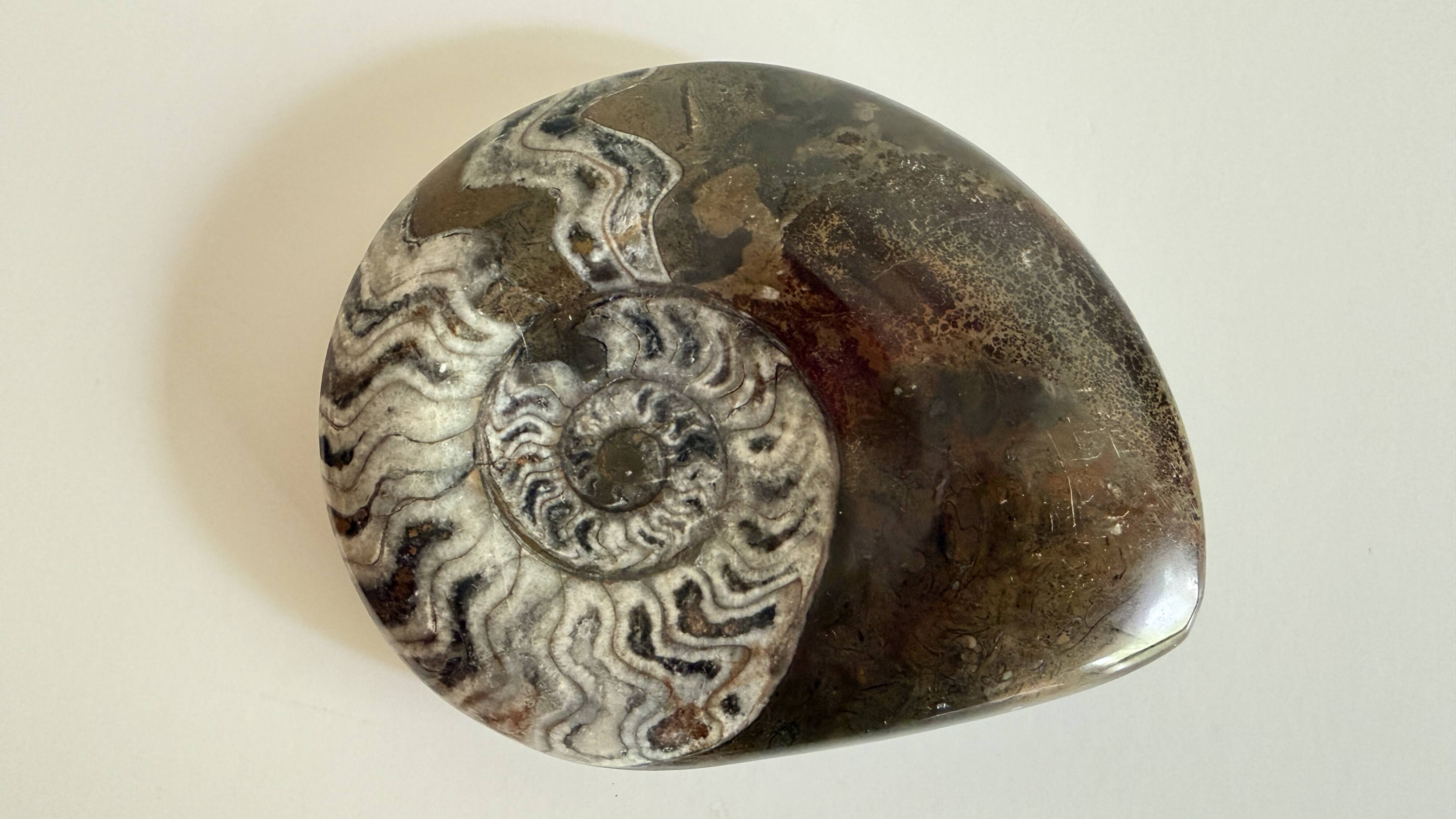 Fossil ammonite
