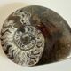 Fossil ammonite