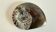 Fossil ammonite