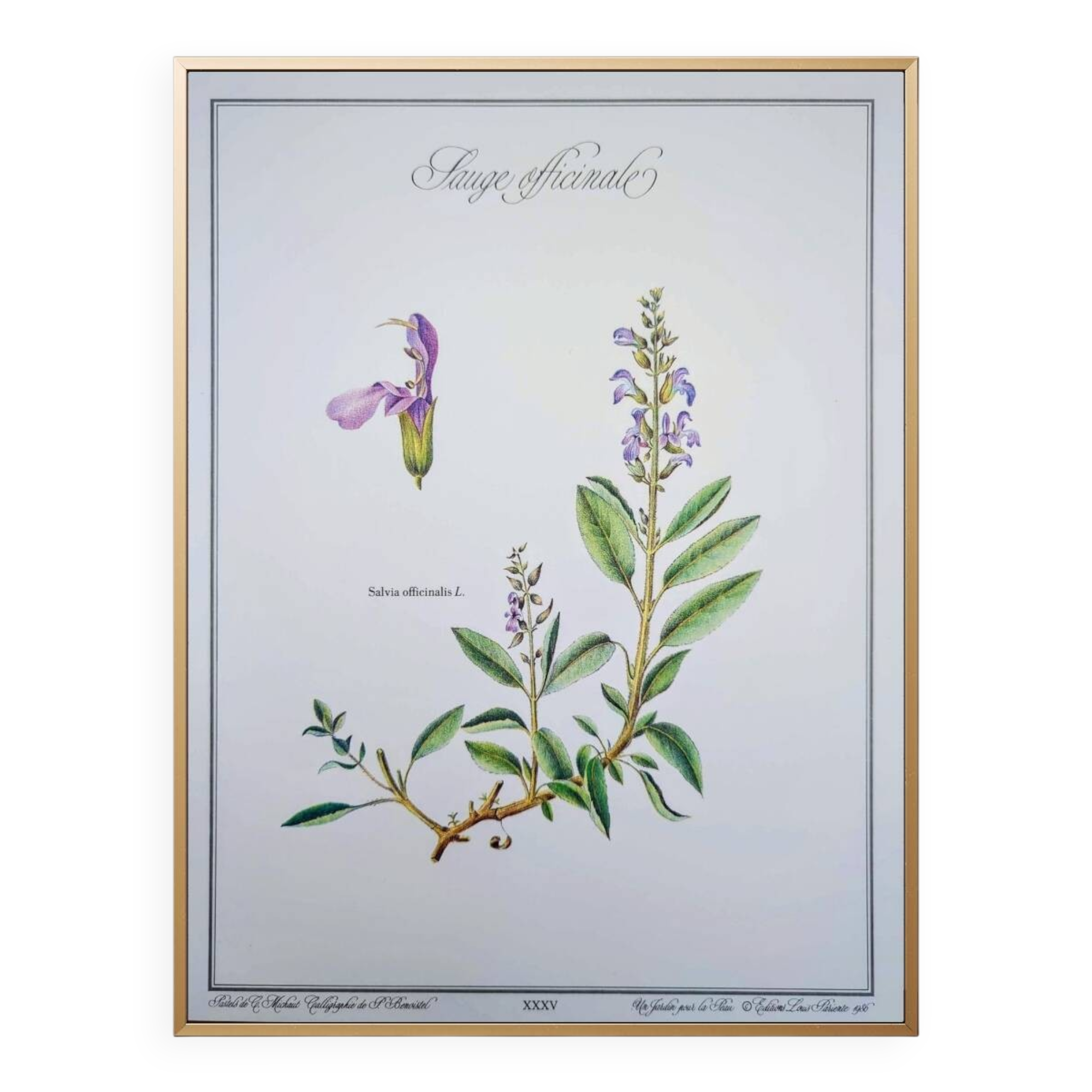 Printed in 1986, the Sage. Vintage Botany.